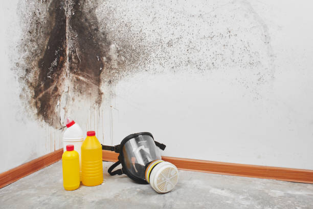 Best Emergency Mold Removal  in Glen Raven, NC