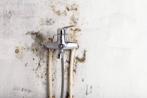 Best Mold Removal Near Me  in Glen Raven, NC
