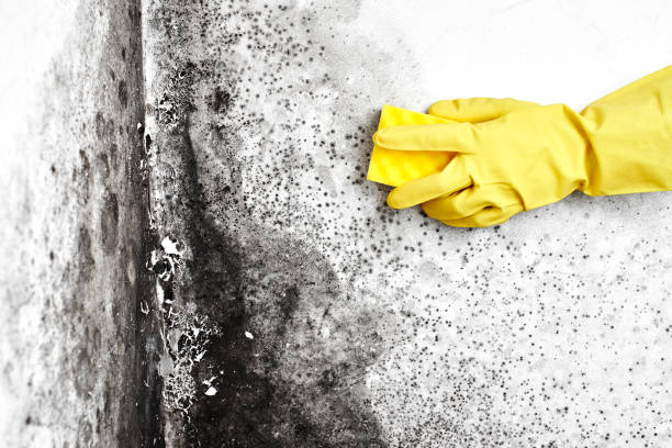 Trusted Glen Raven, NC Mold Removal Experts