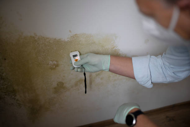 Best Home Mold Removal  in Glen Raven, NC