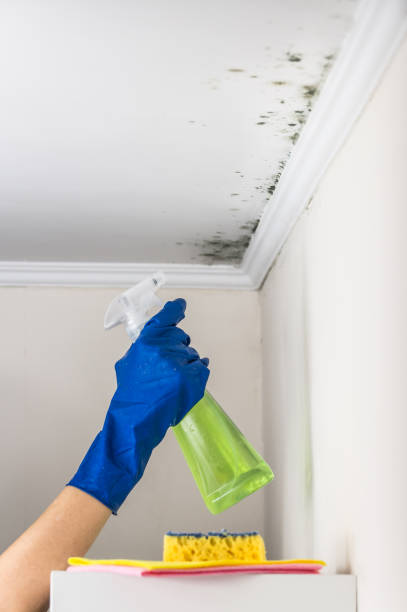 Best Certified Mold Removal  in Glen Raven, NC